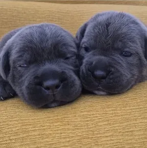Italian  cane  corso  puppies