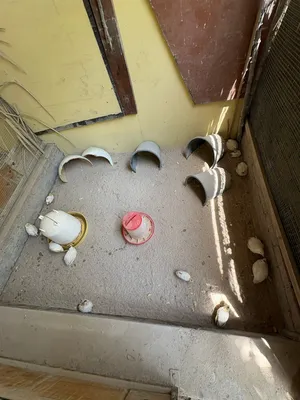 سمن تكساس تفريخ طبيعي