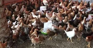دجاج عماني للبيع متوقع لدينا