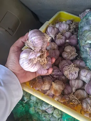 ثوم عماني بهلاء