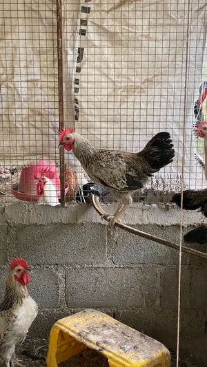 للبيع دياكا هجين فرنسي على فيومي