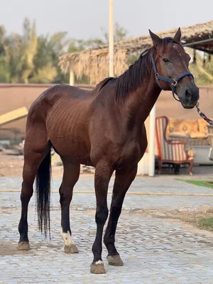 خيل - خصي - بدون جواز