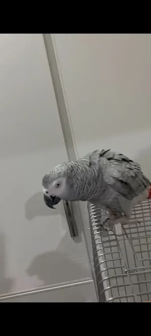 للبيع كاسكو هولندي العمر سنتين