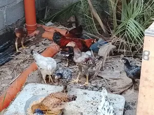 frenchi and Pakistani  chicken