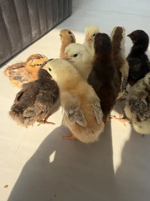 Chicks for sale, Dubai