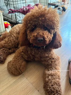 ذكر بودل للتزاوج فقط Male poodle for mating only Imported product by