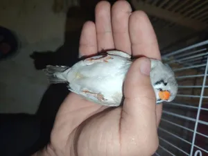 زوج فناجس لايت باك