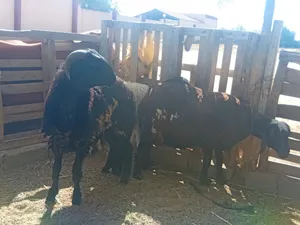 نعجه برقويه سلالا تمساح نعجه بسم لله مشالله عشره؟وتحتها خروف وفطيمه بعمر عشره شهور وعشار.تاني