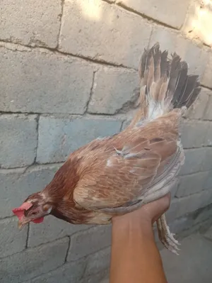 دجاج للبيع مثل الي بل صورة