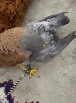 صقر شرياص مربب