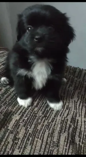 Imported shihtzu puppies شيه تزو شيتزو عمره 45 يوم ارجل قصيرة مش بيكبر مناسب للاطفال و متعود ع اكل ا