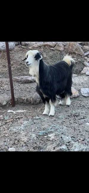 سخلة سمين للبيع