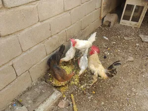 دجاج لبيع عرب مال بيت الوصف الكفائات