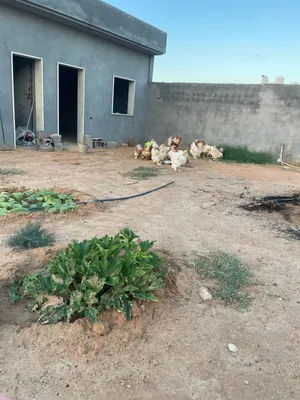 بيض دجاج براهمة