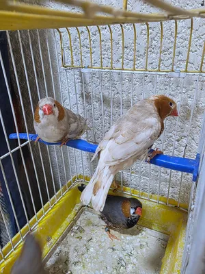 زبيرا فنش سوبر جامبو