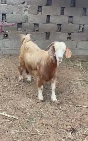 شاه عاقر فول سمنه
