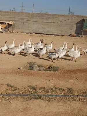 كوم وز ما شاء الله عليه