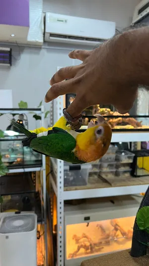 6 months old White bellied friendly caique