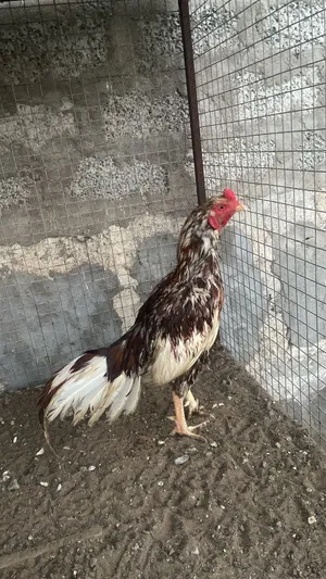 للبيع ديك باكستاني ميوالي