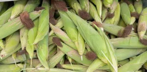 سبول طاجز تاجوراء