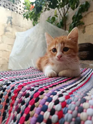 قط منزلي Domestic Shorthair