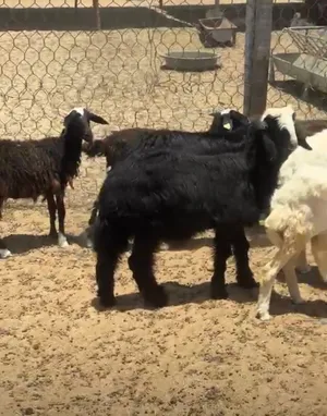 ذبايح تيوس وخرفان