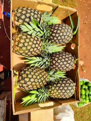 تأمين الأناس و البن من اوغندا