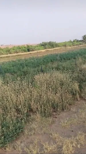 Farm Land for Sale in Al Ain Al Buraymi