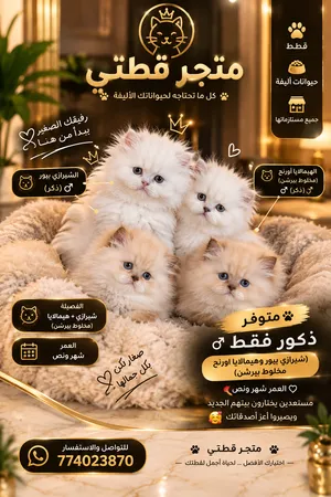 قطط ذكور بالوان مختلفه عمر شهرين