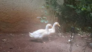 بط عدد 2 للبيع