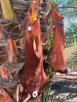 سعن لبيع من جلد اغنام 100%