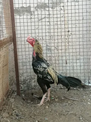 للبيع طير افرد