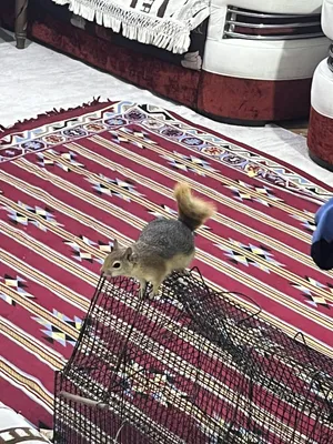 سنجاب اليف كلش