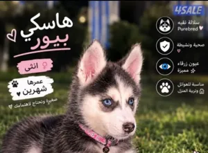 جلب هاسكي بيور للبيع مستواه صعب حيل مدرب على أوامر الطاعه و على البادز