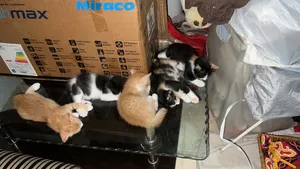 لتبنى العمر شهرين هادى وبيحب اللعب وشقى كل حاجه وعكس بعضها متعود ع الليتر  وبياكل اكل البيت حبيبيى