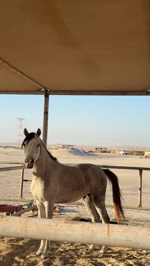 مهر جمال العمر 3 سنين جواز واهي السعر من عندك!