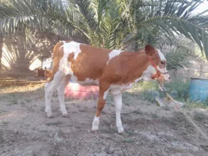 السلام عليكم بجر للبع