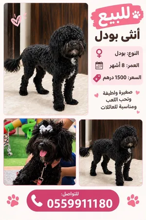 بودل عمر 8 اشهر