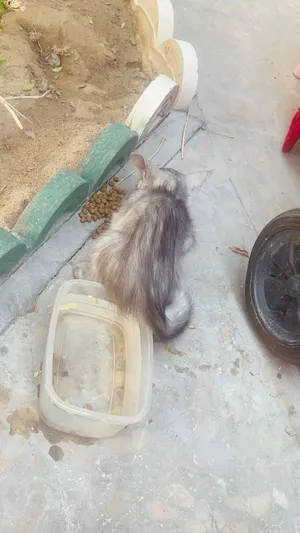 هملايا للبيع
