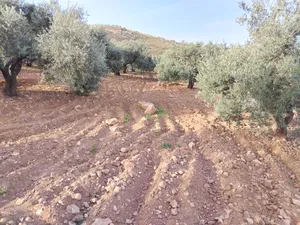 مزرعه زيتون للبيع قرب شارع الستين كفر هودا