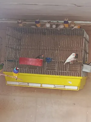 جواز جولدن فينش بلدي منتج
