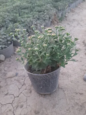 شتلات أقحوان للبيع بالجملة