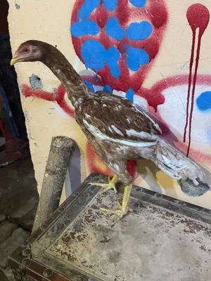 دجاجه منتجه رقم وحد