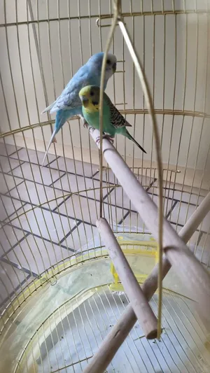 Budgies birds, 2 birds, friendly, with cage included