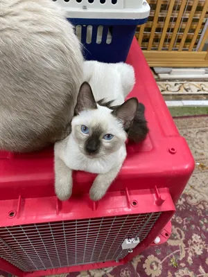 Pure breed of Siamese kittens