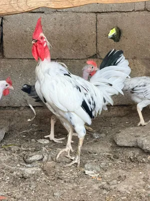ديج ورد الباكلة