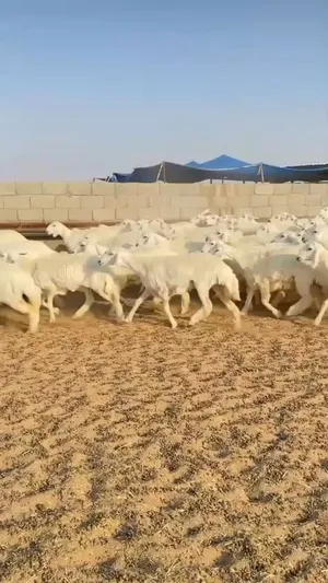 رخال حريات حرش صنف العدد 110 7_8_9 شهور