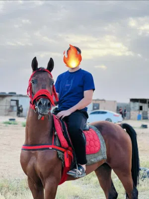 حصان للبيع