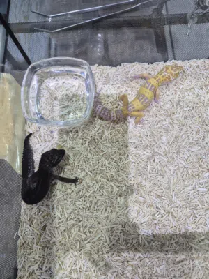 Leopard Gecko Black Night