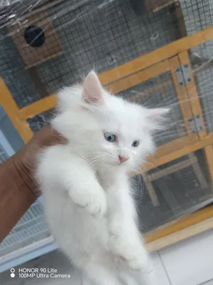 beautiful cat
